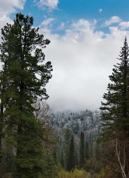 Rusya. Dağ altay. Soğuk bahar sabahı Gölü Teletskoye kıyısında