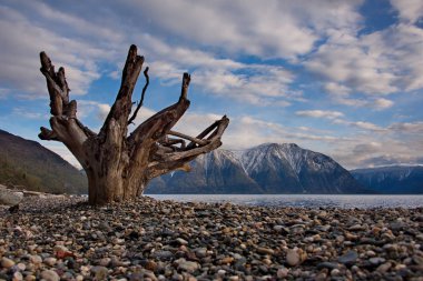 Rusya. Batı Sibirya güneyinde. Dağ altay. Göl Teletskoye kıyısında ilkbahar geç.