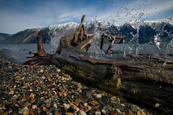 Russia Sud Della Siberia Occidentale Altai Montagna Fine Primavera Sulla — Foto Stock