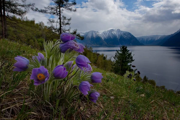 Russia. The South Of Western Siberia, spring flowers of the Altai mountains. Sleep-grass.