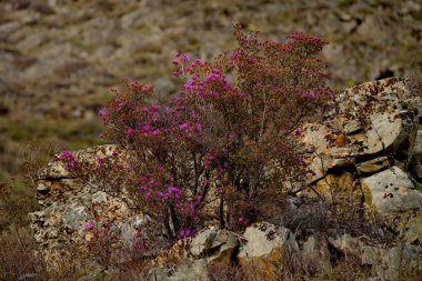 - Rusya. Batı Sibirya 'nın güneyi, Altai dağlarının bahar çiçekleri. Rododendron. Çiçek açma dönemi, pek çok turistin ilgisini çeken Altai dağlarında baharın ana olayıdır..