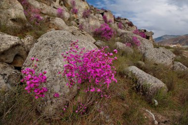 - Rusya. Batı Sibirya 'nın güneyi, Altai dağlarının bahar çiçekleri. Rododendron. Çiçek açma dönemi, pek çok turistin ilgisini çeken Altai dağlarında baharın ana olayıdır..