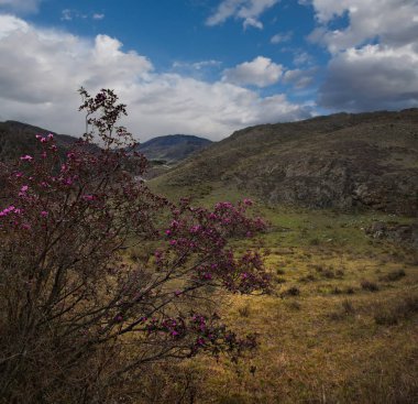 - Rusya. Batı Sibirya 'nın güneyi, Altai dağlarının bahar çiçekleri. Rododendron. Çiçek açma dönemi, pek çok turistin ilgisini çeken Altai dağlarında baharın ana olayıdır..