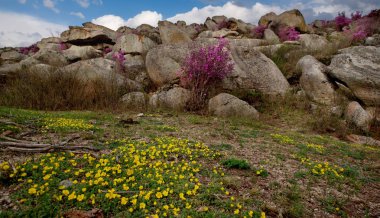 - Rusya. Batı Sibirya 'nın güneyi, Altai dağlarının bahar çiçekleri. Rododendron. Çiçek açma dönemi, pek çok turistin ilgisini çeken Altai dağlarında baharın ana olayıdır..