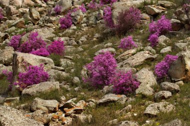 - Rusya. Batı Sibirya 'nın güneyi, Altai dağlarının bahar çiçekleri. Rododendron. Çiçek açma dönemi, pek çok turistin ilgisini çeken Altai dağlarında baharın ana olayıdır..