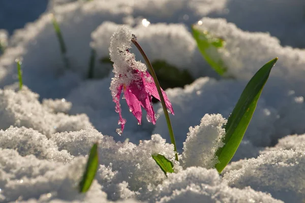 Россия Западной Сибири Весенние Цветы Алтайских Гор Кандык — стоковое фото