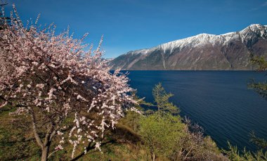 Rusya. Altay dağlarında Teletskoe gölde çiçekli kayısı.