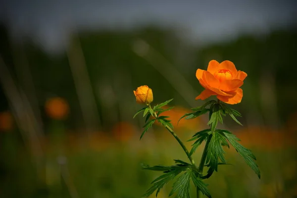 Rússia Sul Sibéria Ocidental Campos Infinitos Florescer Asiático Kupalnitsa Trollius — Fotografia de Stock