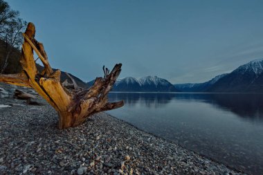 Rusya. Batı Sibirya güneyinde. Dağ altay. Göl Teletskoye kıyısında ilkbahar geç.