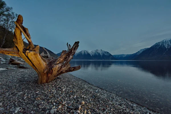 Rusya. Batı Sibirya güneyinde. Dağ altay. Göl Teletskoye kıyısında ilkbahar geç.