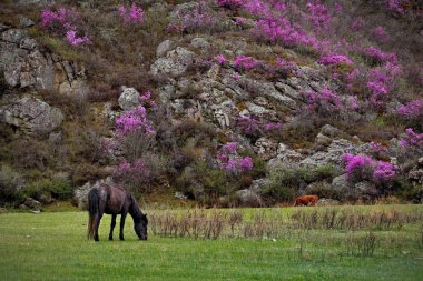 Rusya. Batı Sibirya güneyinde. Altay Dağları'nın vadilerde ücretsiz mera