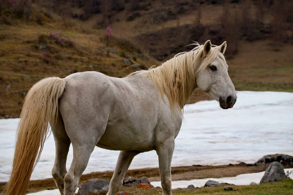 Rusia Sur Siberia Occidental Pastos Libres Los Valles Las Montañas —  Fotos de Stock