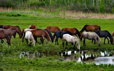 Rusya. Batı Sibirya güneyinde. Altay Dağları'nın vadilerde ücretsiz mera