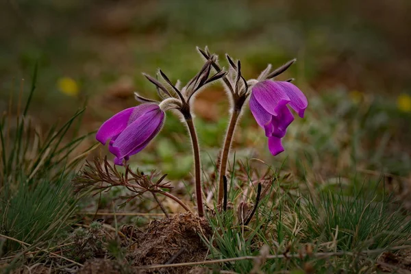 Rusia Sur Siberia Occidental Flores Primavera Las Montañas Altai Prostrel — Foto de Stock