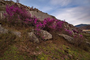 - Rusya. Batı Sibirya 'nın güneyi, Altai dağlarının bahar çiçekleri. Rododendron. Çiçek açma dönemi, pek çok turistin ilgisini çeken Altai dağlarında baharın ana olayıdır..