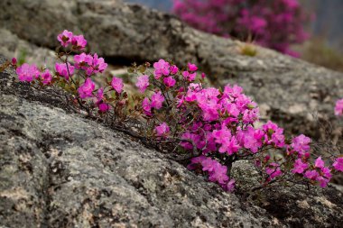 - Rusya. Batı Sibirya 'nın güneyi, Altai dağlarının bahar çiçekleri. Rododendron. Çiçek açma dönemi, pek çok turistin ilgisini çeken Altai dağlarında baharın ana olayıdır..