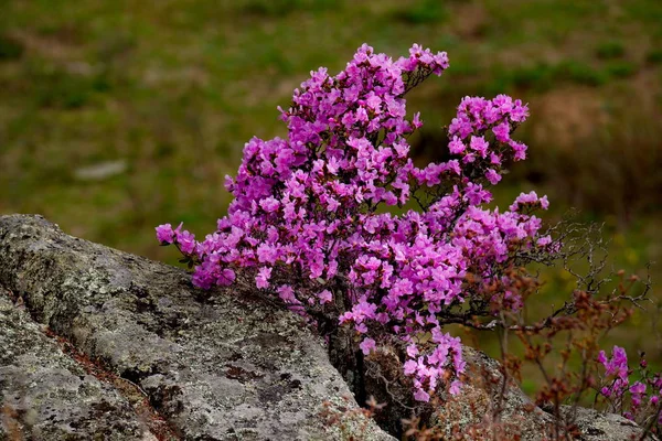 Rusia Sur Siberia Occidental Flores Primavera Las Montañas Altai Rhododendron — Foto de Stock