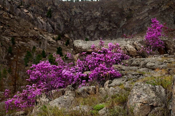- Rusya. Batı Sibirya 'nın güneyi, Altai dağlarının bahar çiçekleri. Rododendron. Çiçek açma dönemi, pek çok turistin ilgisini çeken Altai dağlarında baharın ana olayıdır..