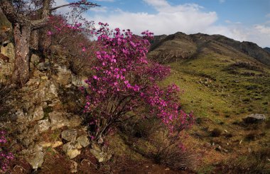 - Rusya. Batı Sibirya 'nın güneyi, Altai dağlarının bahar çiçekleri. Rododendron. Çiçek açma dönemi, pek çok turistin ilgisini çeken Altai dağlarında baharın ana olayıdır..