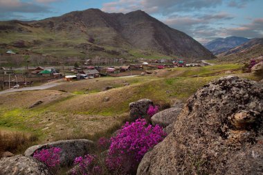 - Rusya. Batı Sibirya 'nın güneyi, Altai dağlarının bahar çiçekleri. Rododendron. Çiçek açma dönemi, pek çok turistin ilgisini çeken Altai dağlarında baharın ana olayıdır..