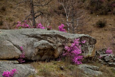 - Rusya. Batı Sibirya 'nın güneyi, Altai dağlarının bahar çiçekleri. Rododendron. Çiçek açma dönemi, pek çok turistin ilgisini çeken Altai dağlarında baharın ana olayıdır..