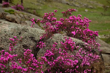 - Rusya. Batı Sibirya 'nın güneyi, Altai dağlarının bahar çiçekleri. Rododendron. Çiçek açma dönemi, pek çok turistin ilgisini çeken Altai dağlarında baharın ana olayıdır..