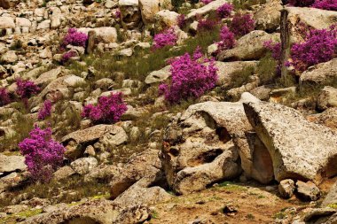 - Rusya. Batı Sibirya 'nın güneyi, Altai dağlarının bahar çiçekleri. Rododendron. Çiçek açma dönemi, pek çok turistin ilgisini çeken Altai dağlarında baharın ana olayıdır..