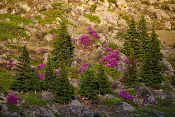 ロシアだ 南西部シベリアの アルタイ山脈の春の花 ツツジ 開花期はアルタイ山脈の春のメインイベントで 多くの観光客を魅了しています — ストック写真