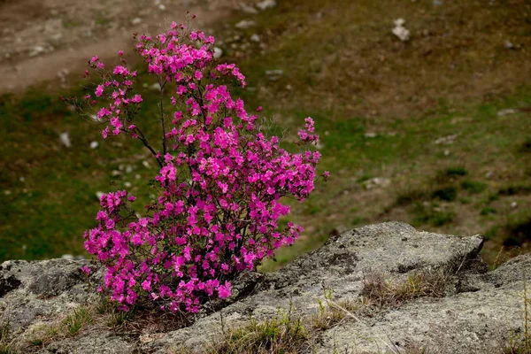 Rosja Południowa Syberia Zachodnia Wiosenne Kwiaty Gór Altai Rododendron Jego — Zdjęcie stockowe