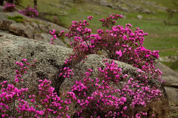 Rusia Sur Siberia Occidental Flores Primavera Las Montañas Altai Rhododendron — Foto de Stock