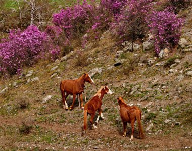 Rusya. Batı Sibirya güneyinde. Altay Dağları'nın vadilerde ücretsiz mera
