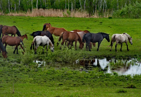 俄罗斯 西伯利亚西部的南部 阿尔泰山脉山谷中的自由牧场 — 图库照片