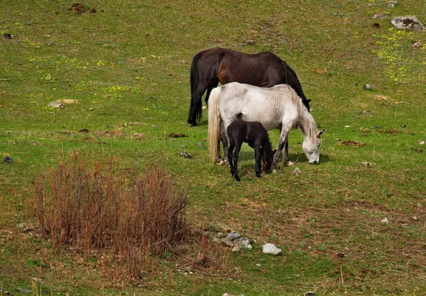 Russland Südwestsibirien Freie Weiden Den Tälern Des Altai Gebirges — Stockfoto