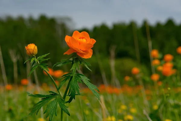 Rússia Sul Sibéria Ocidental Prados Flores Início Verão — Fotografia de Stock