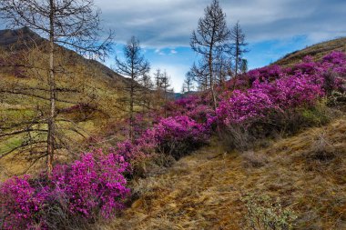 - Rusya. Batı Sibirya 'nın güneyi, Altai dağlarının bahar çiçekleri. Rododendron. Çiçek açma dönemi, pek çok turistin ilgisini çeken Altai dağlarında baharın ana olayıdır..