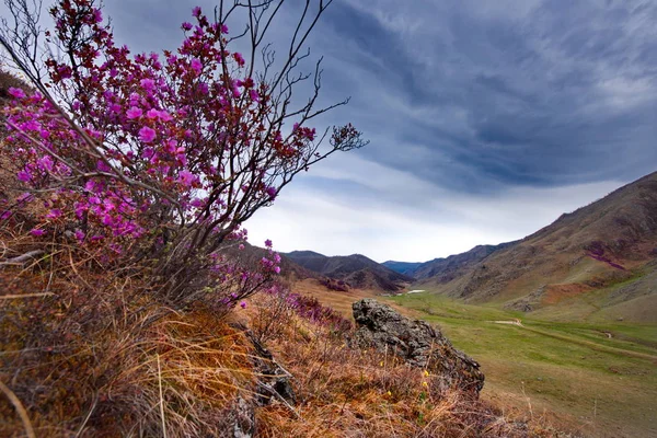 Rússia Mountain Altai Trato Chuyskiy Período Floração Maralnik Rhododendron — Fotografia de Stock