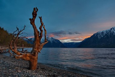 Rusya. Batı Sibirya güneyinde. Dağ altay. Bahar şafak Gölü Teletskoye kıyısında.