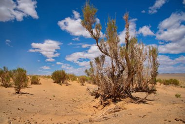 Moğolistan. Hongoryn-Els ünlü kum tepeleri Gobi Çölü Kuzey-Doğu içinde yer alır. 120 km uzunluğu 3-5 km dunes uzunluğuna sahip 300 m yüksekliğe ulaşmak.