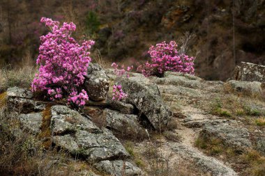 Rusya. Dağ altay. Chuyskiy yolu Maralnik (Rhododendron çiçeklenme döneminde)
