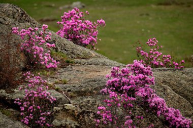 Rusya. Dağ altay. Chuyskiy yolu Maralnik (Rhododendron çiçeklenme döneminde)