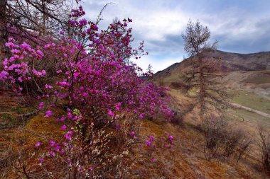 Rusya. Dağ altay. Chuyskiy yolu Maralnik (Rhododendron çiçeklenme döneminde)