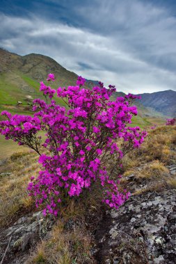 Rusya. Dağ altay. Chuyskiy yolu Maralnik (Rhododendron çiçeklenme döneminde)