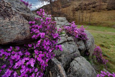Rusya. Dağ altay. Chuyskiy yolu Maralnik (Rhododendron çiçeklenme döneminde)