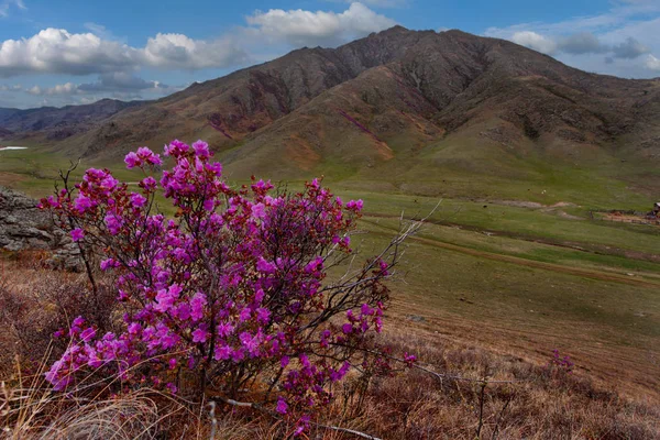 Rusya Dağ Altay Chuyskiy Yolu Maralnik Rhododendron Çiçeklenme Döneminde — Stok fotoğraf
