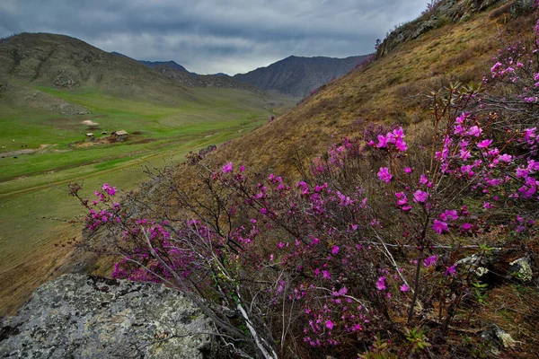Rusia Mountain Altai Chuyskiy Tracto Período Floración Maralnik Rhododendron — Foto de Stock