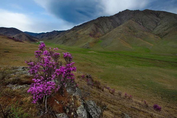 Rusya Dağ Altay Chuyskiy Yolu Maralnik Rhododendron Çiçeklenme Döneminde — Stok fotoğraf