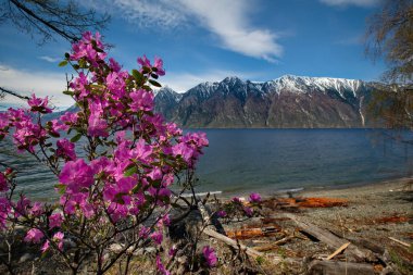 Rusya. Batı Sibirya, güneyinde dağ altay bahar. Göl Teletskoye kıyısında çiçek açan maralnik (Rhododendron).