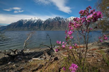 Rusya. Batı Sibirya, güneyinde dağ altay bahar. Göl Teletskoye kıyısında çiçek açan maralnik (Rhododendron).