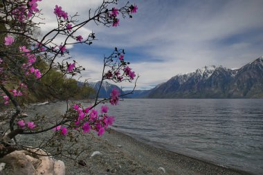 Rusya. Batı Sibirya, güneyinde dağ altay bahar. Göl Teletskoye kıyısında çiçek açan maralnik (Rhododendron).