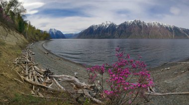 Rusya. Batı Sibirya, güneyinde dağ altay bahar. Göl Teletskoye kıyısında çiçek açan maralnik (Rhododendron).